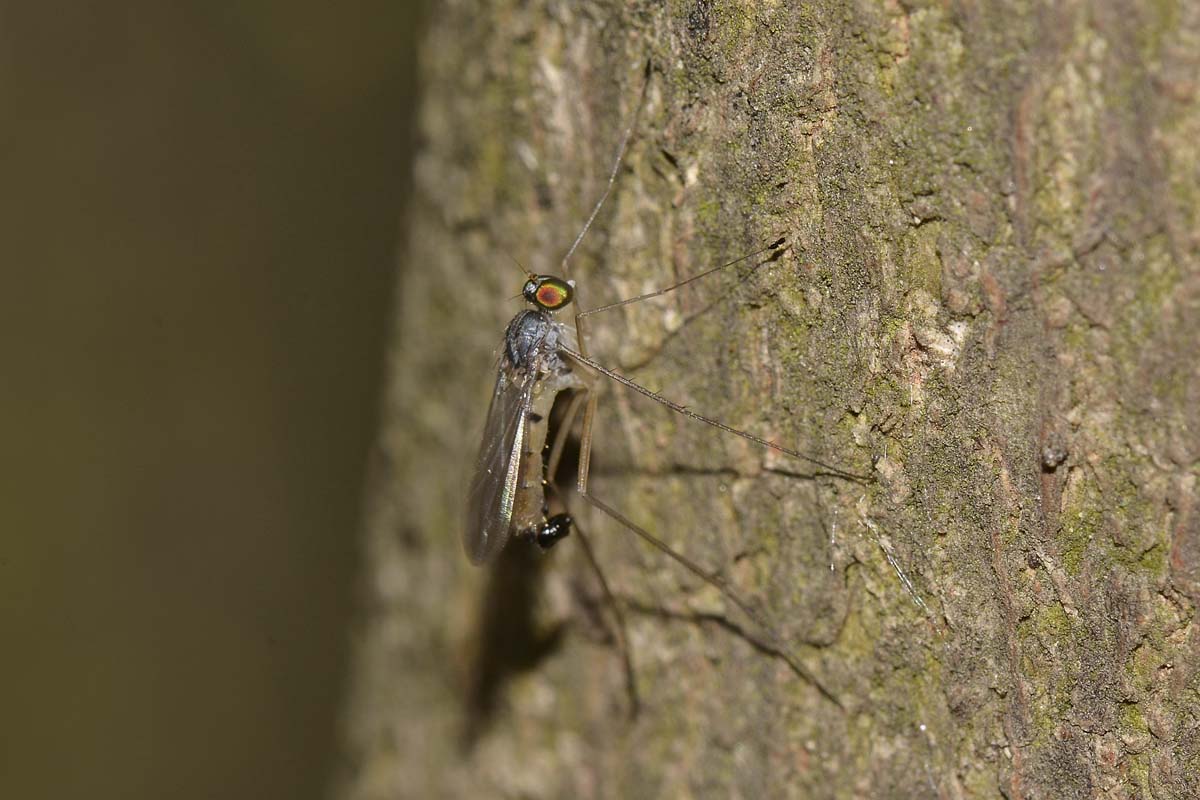 Dolichopodidae
